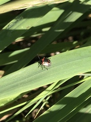 Cosmopepla lintneriana