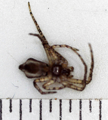 Araneae