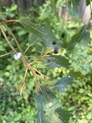 Macremphytus tarsatus