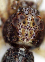 Araneae