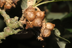 Andricus grossulariae