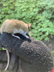 Peromyscus maniculatus gracilis