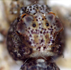 Araneae