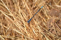 Enallagma carunculatum