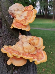 Laetiporus sulphureus