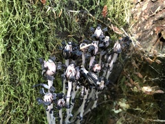 Monotropa uniflora