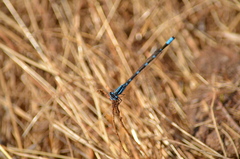 Enallagma carunculatum
