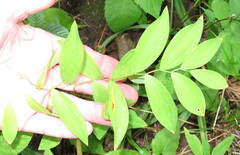 Uvularia sessilifolia