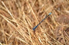 Enallagma carunculatum