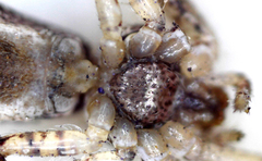 Araneae