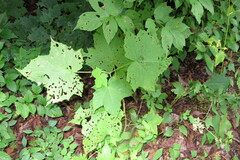 Rubus odoratus