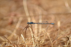 Enallagma carunculatum