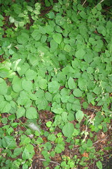 Hylodesmum glutinosum