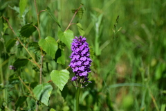 Dactylorhiza majalis baltica