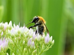 Bombus pascuorum