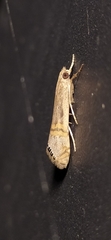 Euchromius