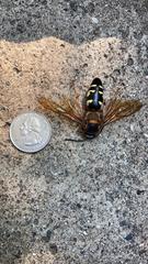 Sphecius speciosus