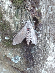 Agrius convolvuli