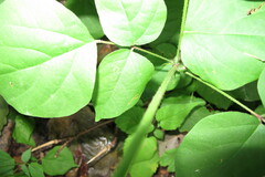 Hylodesmum glutinosum