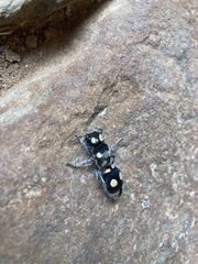 Hoplomutilla