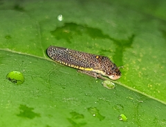 Paraulacizes irrorata