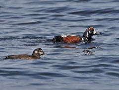 Histrionicus histrionicus