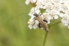 Oedemera femorata