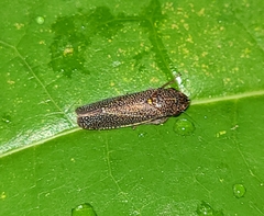 Paraulacizes irrorata