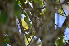 Passerculus sandwichensis
