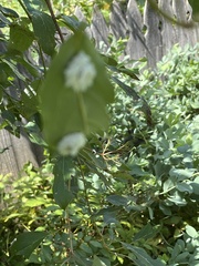 Macremphytus tarsatus