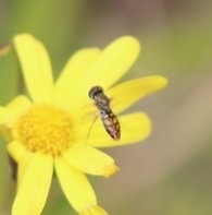 Toxomerus marginatus