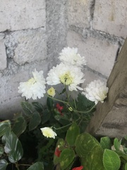 Chrysanthemum morifolium