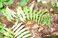 Dryopteris marginalis