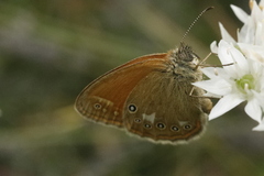 Coenonympha glycerion
