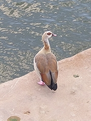 Alopochen aegyptiaca