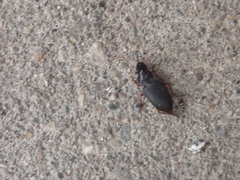 Pseudoophonus