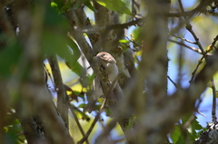 Passerculus sandwichensis