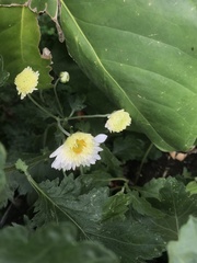 Chrysanthemum morifolium