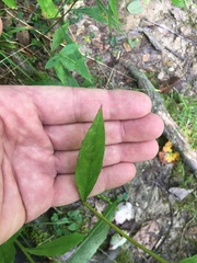 Hieracium paniculatum