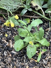 Brassiceae