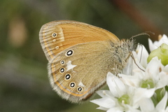 Coenonympha glycerion