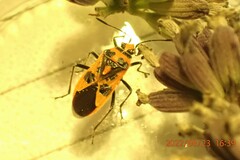 Corizus hyoscyami