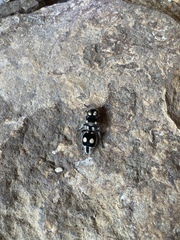 Hoplomutilla