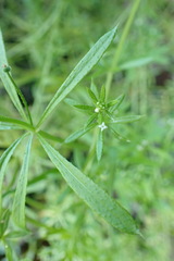 Galium aparine