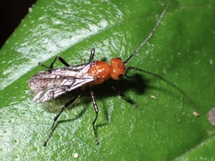 Alysiinae