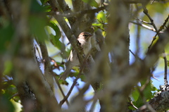 Passerculus sandwichensis