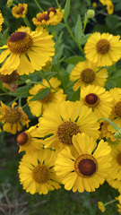 Helenium