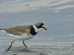 Charadrius semipalmatus