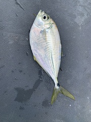 Chloroscombrus chrysurus