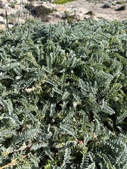 Astragalus nuttallii